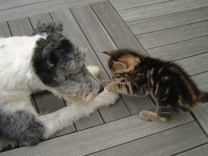 nos-amis-les-animaux