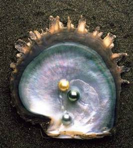 2 perles noires et une dorée dans une huître 2 perles noires et une dorée dans une huître