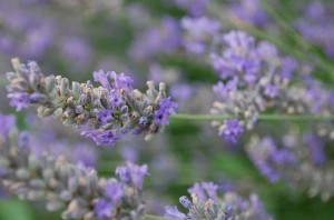 Utilisez de la lavande et du vinaigre pour fabriquer votre désodorisant textile