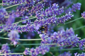 La lavande, une fleur aux nombreuses vertus 