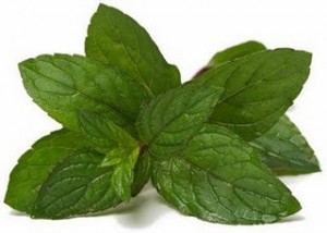 Une belle feuille de menthe