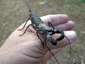 vinegaroon1