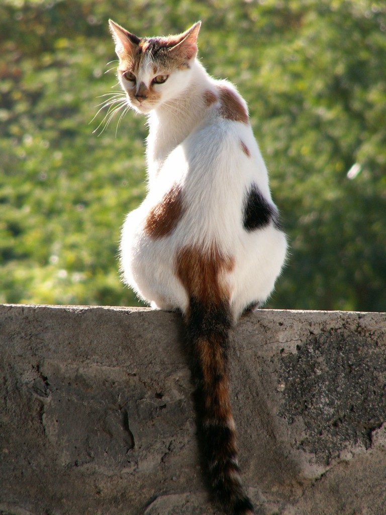 Du vinaigre pour éloigner les chats et les empêcher de faire dans votre jardin