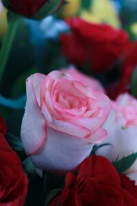 Allongez la vie de vos fleurs, comme ces belles roses