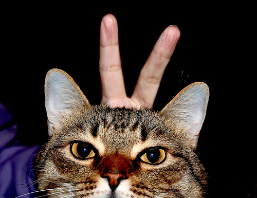 Prenez soin des oreilles de votre chat ou de votre chien